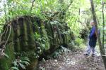 Gentle Annie Road Trip - 17 - Limestone shaped by water, Blowhard bush
