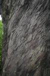 Gentle Annie Road Trip - 19 - Rimu bark, Blowhard bush