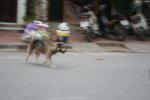 185 - Le chien Vietnamien type