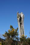 06 - Gorse and tree