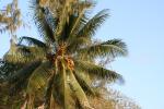 03 - Coconut tree