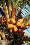 05 - Coconuts