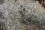 11 - Unknown rock insect