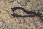 12 - Possibly a black sea cucumber