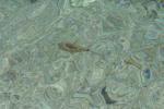 16 - Hideaway Island - Fish at low tide