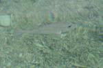 17 - Hideaway Island - Fish at low tide