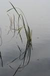 059 - Firefly and reed on Diamond Lake