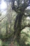 121 - Old beech tree