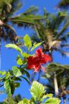 Samoa 05 - Hibiscus flower
