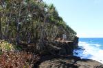 Samoa 17 - Pandana trees and platform, O Le Pupu Pu'e National Park coastal walk
