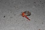 Samoa 32 - Hermit crab