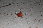 Samoa 33 - Hermit crab