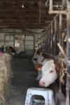 France 2016 - 065 - Vaches chez Jeannine