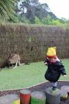 Wellington Zoo - 4 - Kangaroo