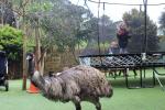 Wellington Zoo - 5 - Emu