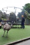 Wellington Zoo - 6 - Emu