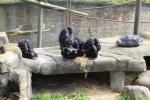 Wellington Zoo - 7 - Chimpanzees