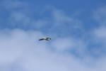 Visite des Dray 25 - Great Black Backed Gull - Matiu Somes