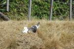 Visite des Dray 29 - Great Black Backed Gull - Matiu Somes