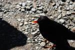 Zealandia 07 - Blackbird