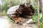Coromandel 2019 084 - Old Kauri, Pinnacles walk