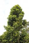 Coromandel 2019 086 - Kauri tree