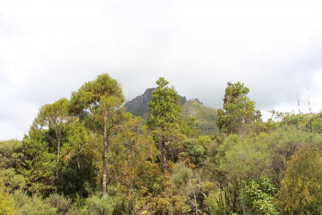 Coromandel 2019 087 - Kauri and Pinnacles from Pinnacles Hut