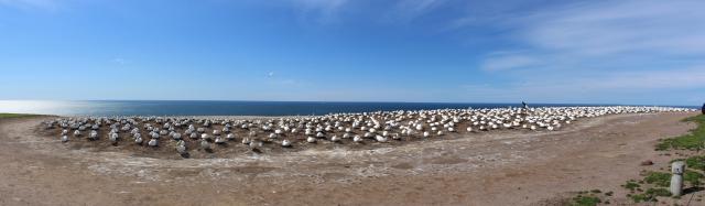 17 - Cape Kidnappers Gannet colony