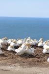 22 - Cape Kidnappers Gannet colony