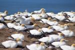 25 - Cape Kidnappers Gannet colony