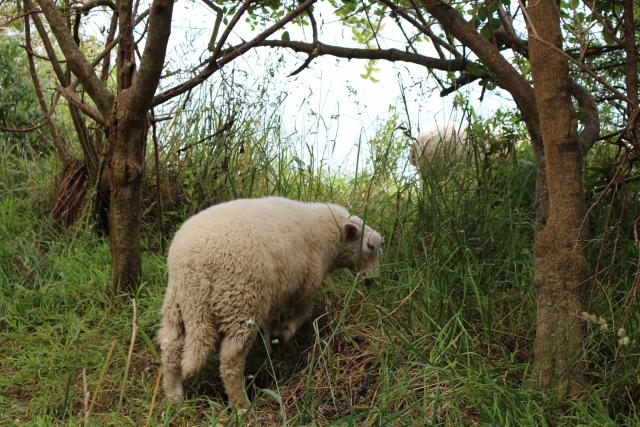 Paekakariki 18 - Sheep on Escarpment Track