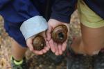 Golden Bay 43 - Hardwood's hole walk - Powelliphanta hochstetteri shells