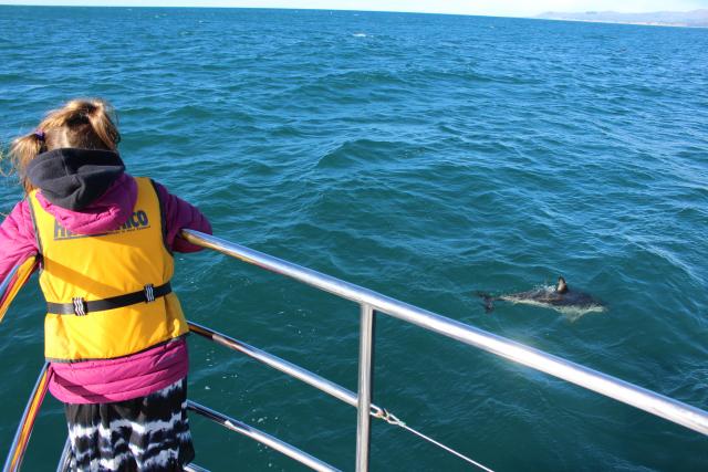 Kaikoura 05 - Sophie and Dusky dolphin, Dolphin encounter