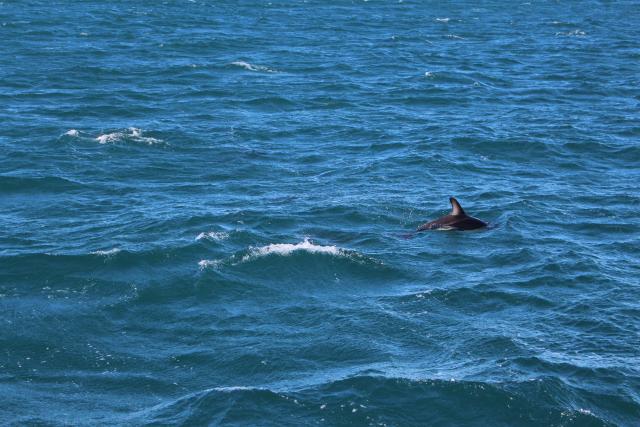 Kaikoura 06 - Dusky dolphins, Dolphin encounter