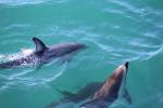 Kaikoura 07 - Dusky dolphins, Dolphin encounter