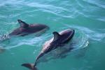 Kaikoura 08 - Dusky dolphins, Dolphin encounter