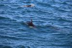 Kaikoura 12 - Dusky dolphins, Dolphin encounter