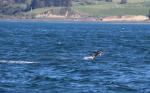 Kaikoura 14 - Dusky dolphin, Dolphin encounter