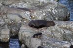 Kaikoura 27 - NZ fur seals at Ohau Point