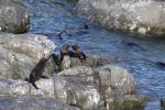 Kaikoura 28 - NZ fur seals at Ohau Point