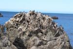 Kaikoura 30 - Spotted shags at Ohau Point