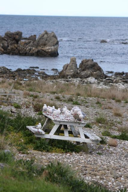 Kaikoura 33 - Sea gulls, Nins Bin's tables