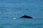 Kaikoura 58 - Humpback whale, Whale Watch