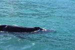 Kaikoura 65 - Humpback whale, Whale Watch