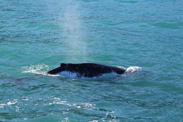 Kaikoura 67 - Humpback whale, Whale Watch
