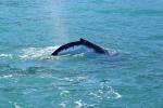 Kaikoura 68 - Humpback whale, Whale Watch