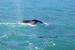 Kaikoura 69 - Humpback whale, Whale Watch