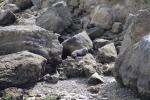 Castlepoint 01 - NZ fur seal