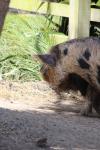 Wellington Zoo 01 - Kunekune pig
