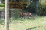 Wellington Zoo 07 - Sumatran Tiger